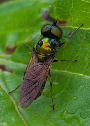 Réf. 301 219 : Chloromyia formosa